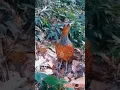 Download Lagu suara burung endemik pedalaman hutan kalimantan #shorts
