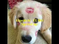 Download Lagu Lipstick - EURO (Speed up)