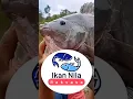 Ikan nila raksasa, evolusi dari ikan mujaer #unik #aneh #jumbo #terbesar