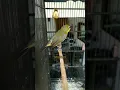 Download Lagu Pleci Tembakan Lovebird