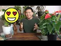 Anthuriums. Learn how to care for them without any mystery.