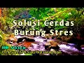 Download Lagu Terapi Air untuk Burung Stres || Suara Pikat Burung Kecil \u0026 Gemercik Air Mengalir Tenang