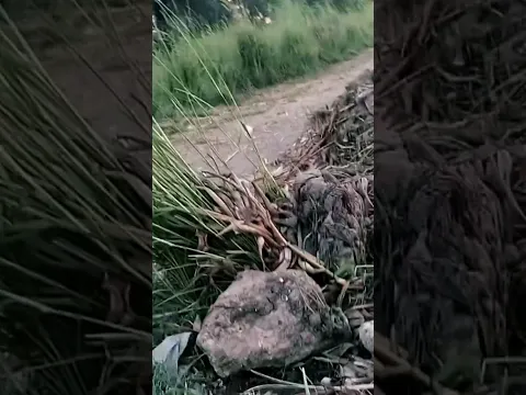 صيد البلطي المعتق خش شوف الفيديو😉🎣