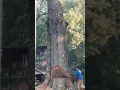 Tree Service in Eden North Carolina