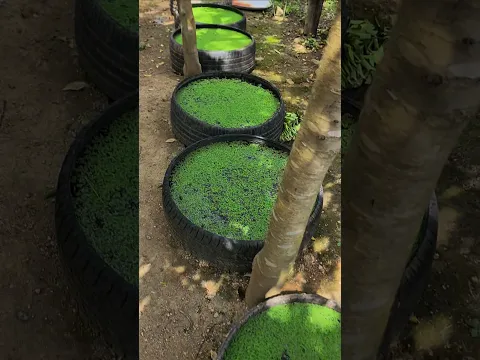 Mini Azolla Pool from a Tire!