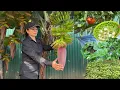 Download Lagu Harvesting a VARIETY of Vegetables from My Garden in Just 30 Days - Peaceful Rural Life