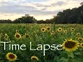 Lagu Sunflower Time Lapse - Field of Blooms