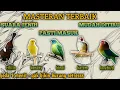 Download Lagu 5 in 1 masteran jernih dengan jeda | masteran tembakan kasar