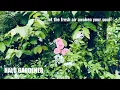 HALU GARDENER #12 - Let the fresh air awaken your soul/ Playlist for quiet moments/ Relaxing music 