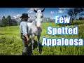 Few Spotted Appaloosa Red Dead Redemption 2 RDR2