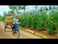 Lagu Harvesting A Truckload Of Tomatoes To Sell At The Market, Cooking With Tomatoes, Gardening