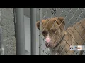 Coles Co Animal Shelter reaches capacity for dogs