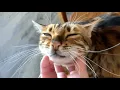 She Adopted a Bengal Cat From a Rescue 6 Months Later This Is Their Life