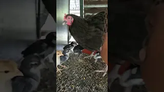 Recorrido Alimentando mis gallinas para que pongan muchos huevo