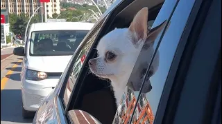 A car ride with the princess…