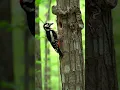 Download Lagu Pelatuk vs Ular Piton di Pohon 🐍🐦 | Pertemuan Intens dengan Satwa Liar