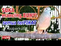 Download Lagu suara burung Perkutut Lokal Gacor paling manjur buat masteran