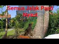 Download Lagu Suara Pancingan Jalak Kebo!! Semua jalak pasti nyaut dan mendekat
