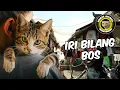 Download Lagu IRI BILANG BOS MP3