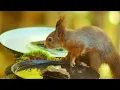 my autumn in the north 🍂🐿️ cozy cooking, rainy walk, quiet painting