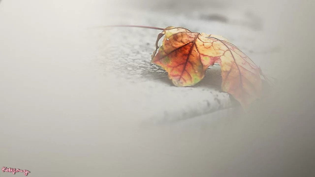 ☘️♥️☘️ Khi người xa tôi☘️♥️☘️