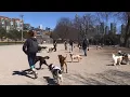 Local start-up to launch app that connects owners and dog sitters