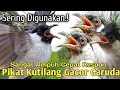 Download Lagu SANGAT AMPUH,‼️ SUARA PIKAT BURUNG KUTILANG GACOR GARUDA. PILIHAN..