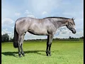 2025 NSBA Sale - HIP