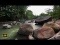 Download Lagu suara air sungai yang menenangkan dengan burung - suara kicau burung yang menenangkan