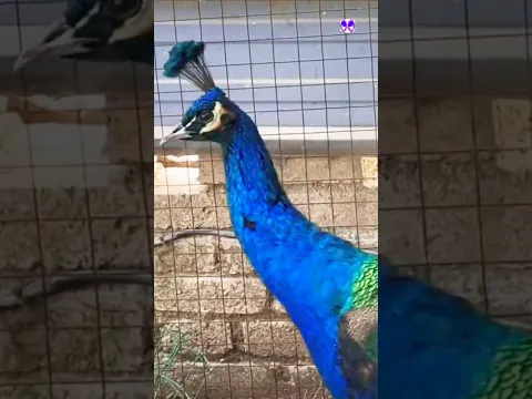 Colorful Peacock Video #peacock #vibrantbirds