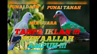 kombinasi suara pikat punai daun dan punai tanah tanpa iklan mix insyaallah ampuh 