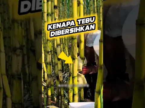 Tebu Ini Diperlakukan Seperti Tamu VIP! #halunik #facts #idekreatifterbaru