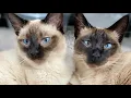 Siamese Cat Meowing Siamese Cat Talking Playing