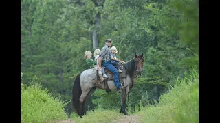 Bay Roan Mustang Gelding For Sale on Thehorsebay com