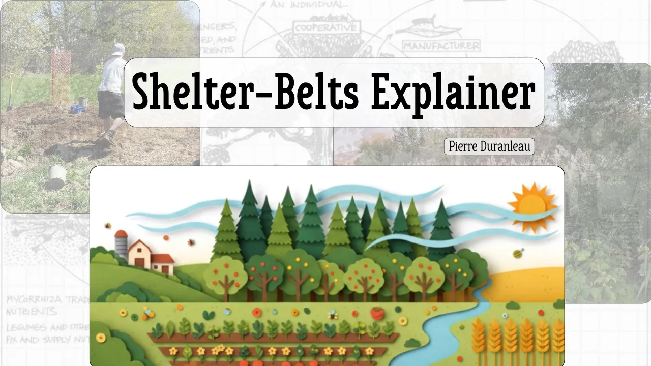 Shelter-Belts Explainer (EN)