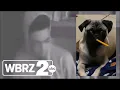 Pet stolen during break-in at Baton Rouge family s home