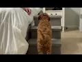 Dog Stairs with Storage - 3-Step Foldable Ramp for Pets Up to 200 lbs