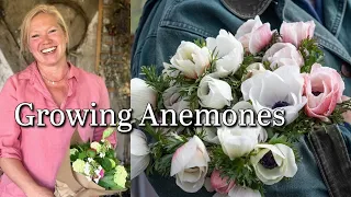 Growing Anemones 2024 Spring Flower Crops start Now woodland peaceful escape Vlog