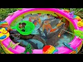 Lagu Mancing ikan hias di kolam, ikan lele, ikan mas, anak bebek lucu berenang, ikan cupang, hiu.part309