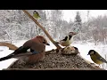 Lagu 🔴 Forest Bird Feeder | Relaxing Nature Sounds from the Forest [ 2026/1/11 ]