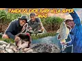 Download Lagu BLUSUKAN KE KOTA INDRAPURA PANEN 68 EKOR BABY NILA KEBUN TEBU