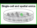 Single cell and spatial omics A short introduction to the core concepts of scRNA-seq and more