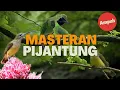Download Lagu Masteran Cucak Ijo Paling Ampuh Besetan Pijantung Pisang Nembak Panjang #masteran