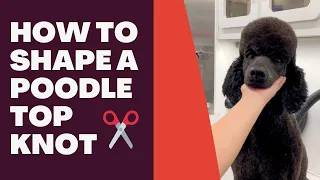 HOW TO SHAPE A POODLE TOP KNOT