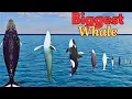 Whale Height Showdown Blue vs Humpback What s the Tallest