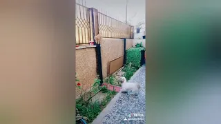 سكر محلي بندوقي والبزونه 