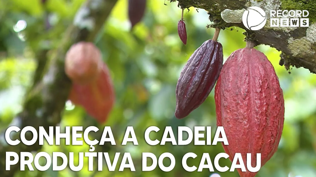 Conheça os caminhos que o cacau percorre até virar chocolate