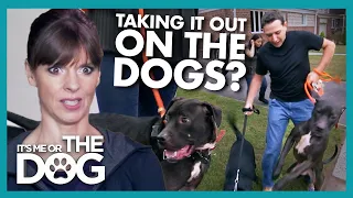 walk turns rough as owners frustration gets taken out on dogs its me or the dog