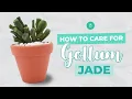 How to care for Gollum Jade Crassula Ovata Succulents Full Care Guide