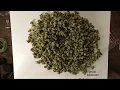 THE DOPEST HONEST TO REVIEW THCA